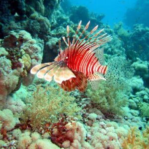 SNORKELING TRIPS - Tiran Island - boat