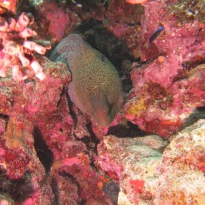 SNORKELING TRIPS - Ras Mohamed - boat