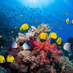 SNORKELING TRIPS - Dahab - bus